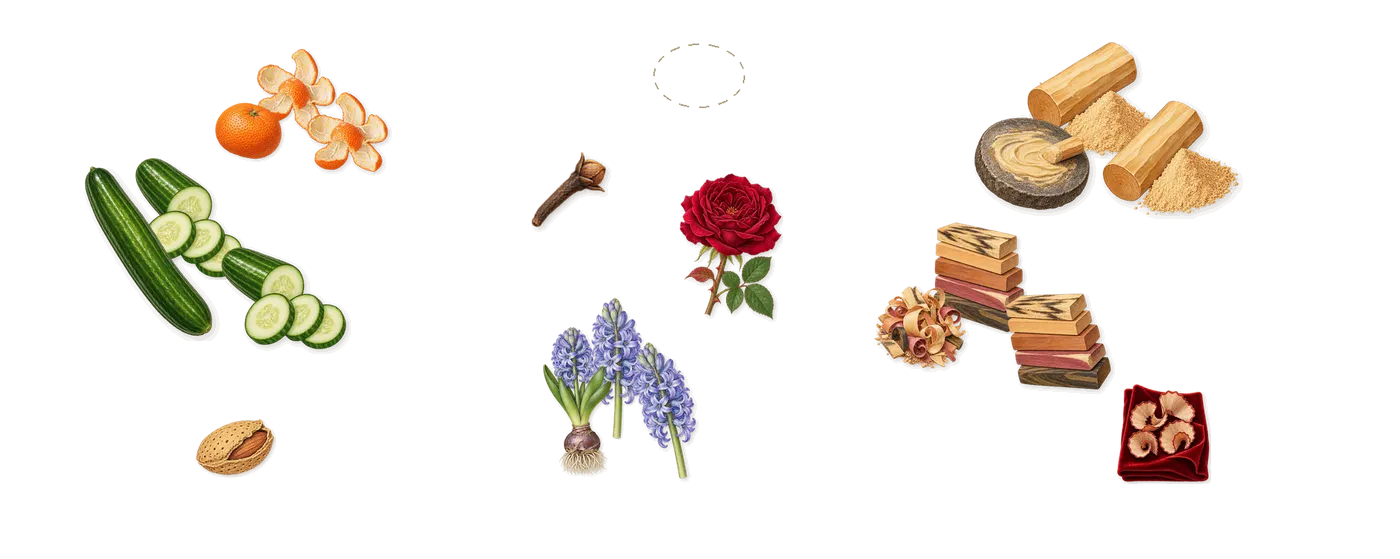 Happy Heart’s scent picture, a draft: mandarin, cucumber, hyacinth, blond woods, sandalwood, rose drawn so far; dashed outlines where nothing is drawn yet