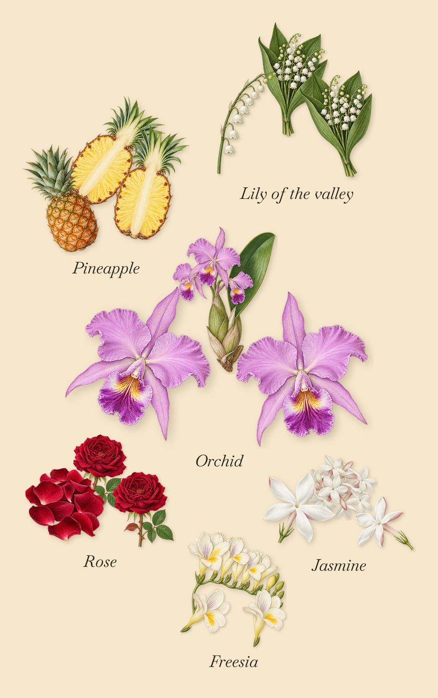 1872 Feminine, as it settles: Rose, Pineapple, Jasmine, Freesia, Orchid, Lily of the valley