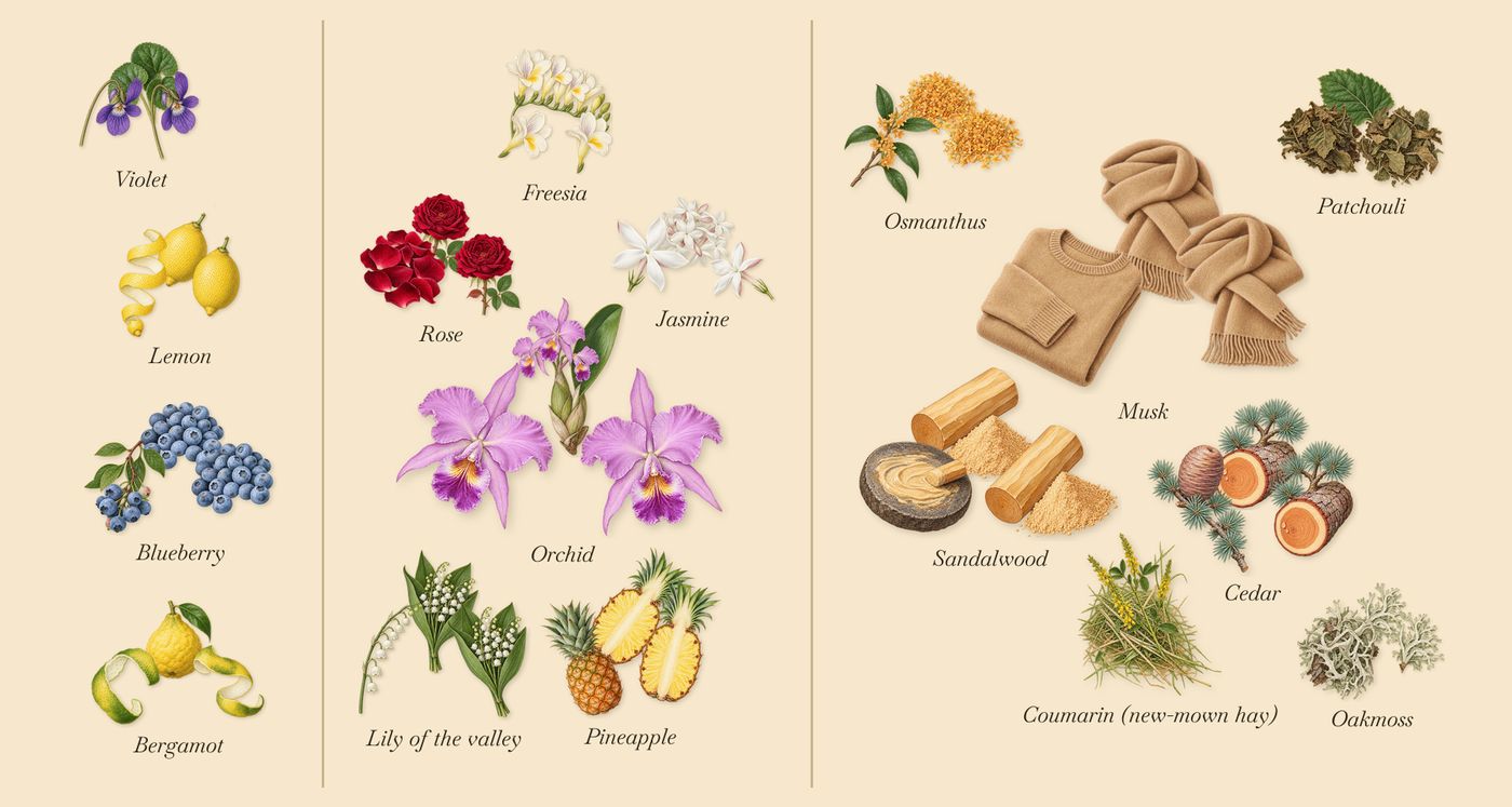 1872 Feminine’s scent picture, a draft: bergamot, rose, patchouli, pineapple, blueberry, osmanthus drawn so far; dashed outlines where nothing is drawn yet