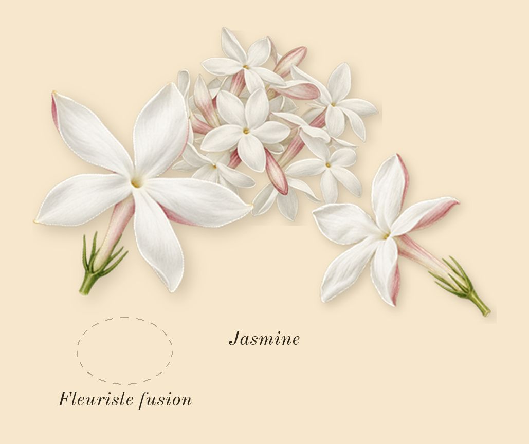 E Cashmere Musk, heart: Fleuriste fusion, Jasmine