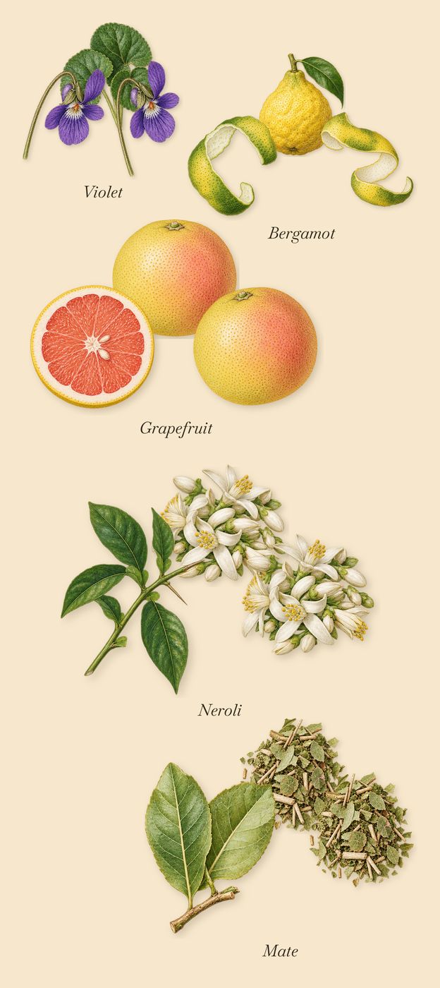Jump Up and Kiss Me Hedonistic, when you spray it: Mate, Violet, Bergamot, Grapefruit, Neroli