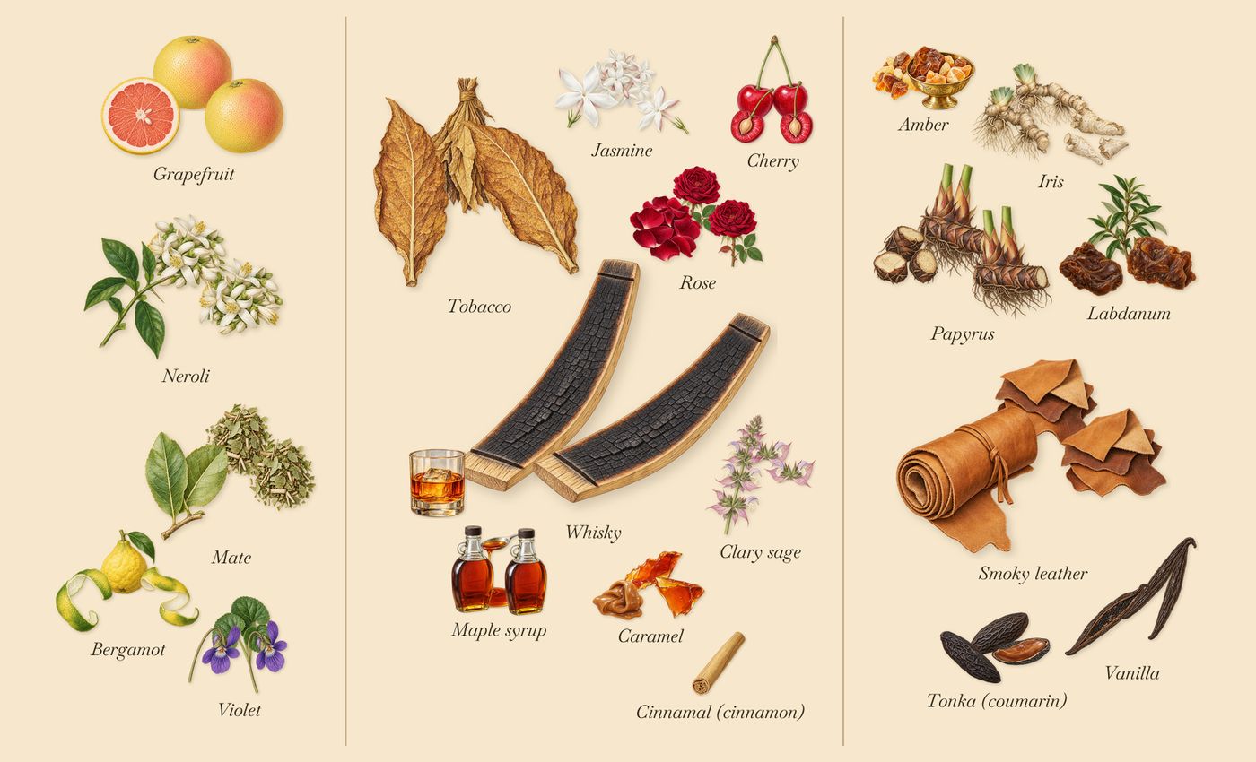 Jump Up and Kiss Me Hedonistic’s scent picture, a draft: mate, tobacco, labdanum, maple syrup, caramel, violet drawn so far; dashed outlines where nothing is drawn yet