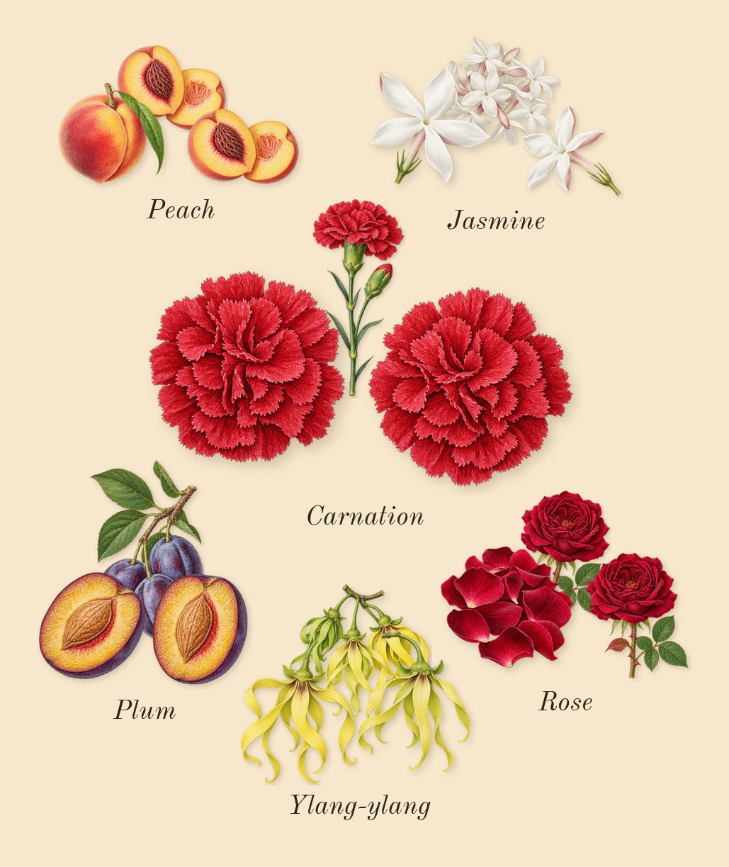 No1 Feminine, heart: Ylang-ylang, Plum, Peach, Rose, Carnation, Jasmine