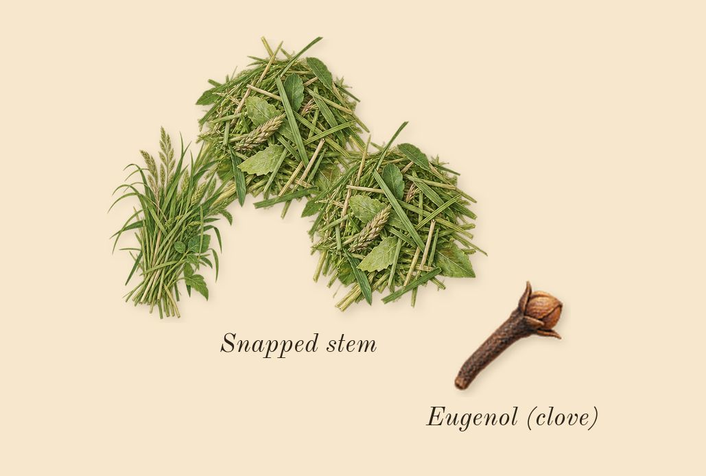 Dandelion Butter, heart: Snapped stem, Eugenol (clove)