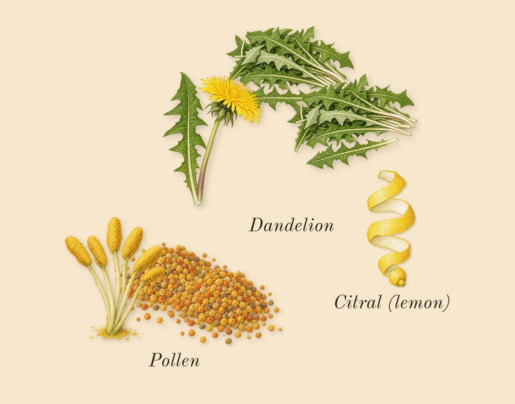 Dandelion Butter, top notes: Pollen, Dandelion, Citral (lemon)
