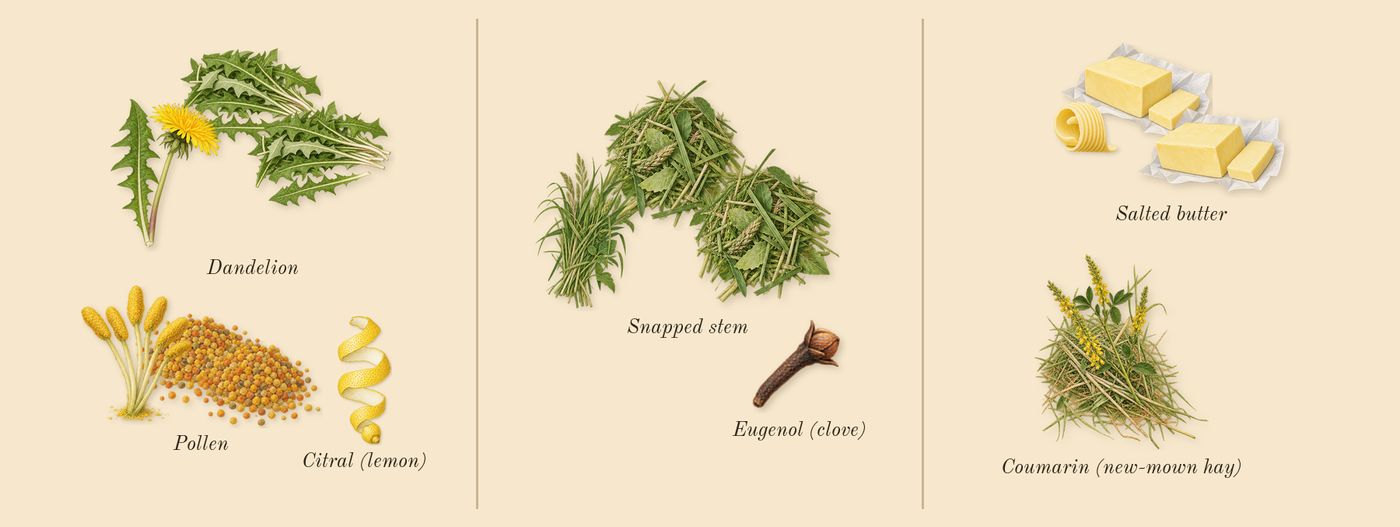 Dandelion Butter’s scent picture, a draft: dandelion, snapped stem, salted butter, coumarin (new-mown hay), citral (lemon), eugenol (clove) drawn so far; dashed outlines where nothing is drawn yet
