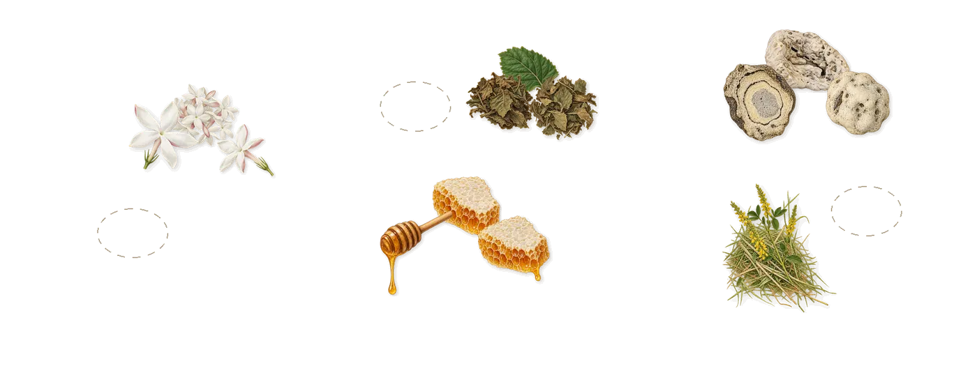 The Point’s scent picture, a draft: jasmine, honey-soaked patchouli, patchouli, ambergris, coumarin (new-mown hay) drawn so far; dashed outlines where nothing is drawn yet