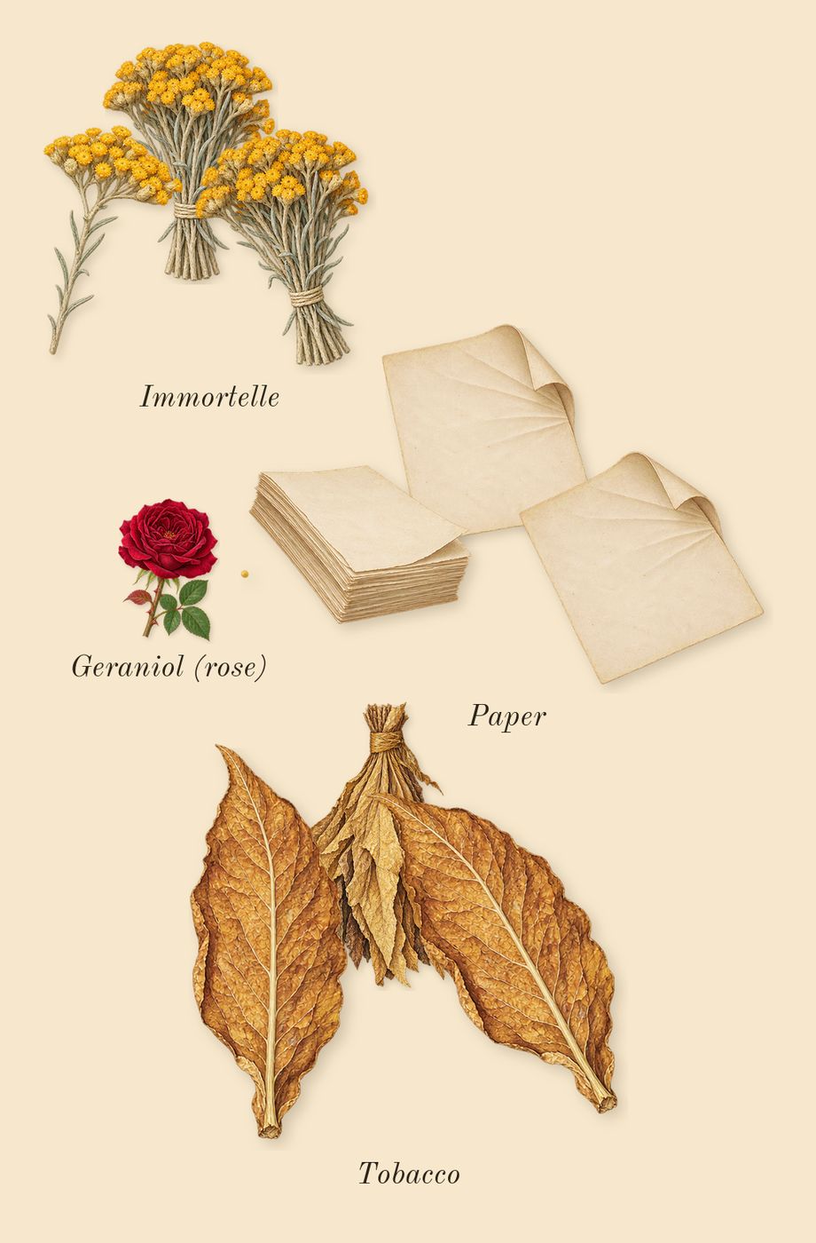 Warm Bulb, heart: Immortelle, Paper, Tobacco, Geraniol (rose)