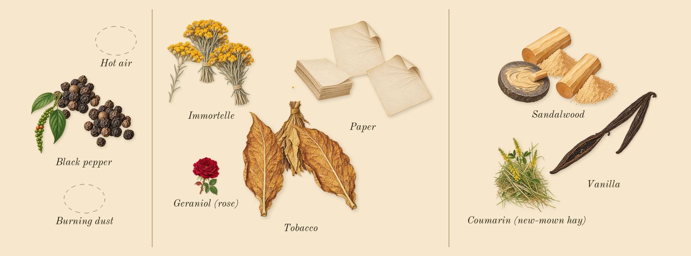 Warm Bulb’s scent picture, a draft: black pepper, immortelle, tobacco, sandalwood, vanilla, coumarin (new-mown hay) drawn so far; dashed outlines where nothing is drawn yet