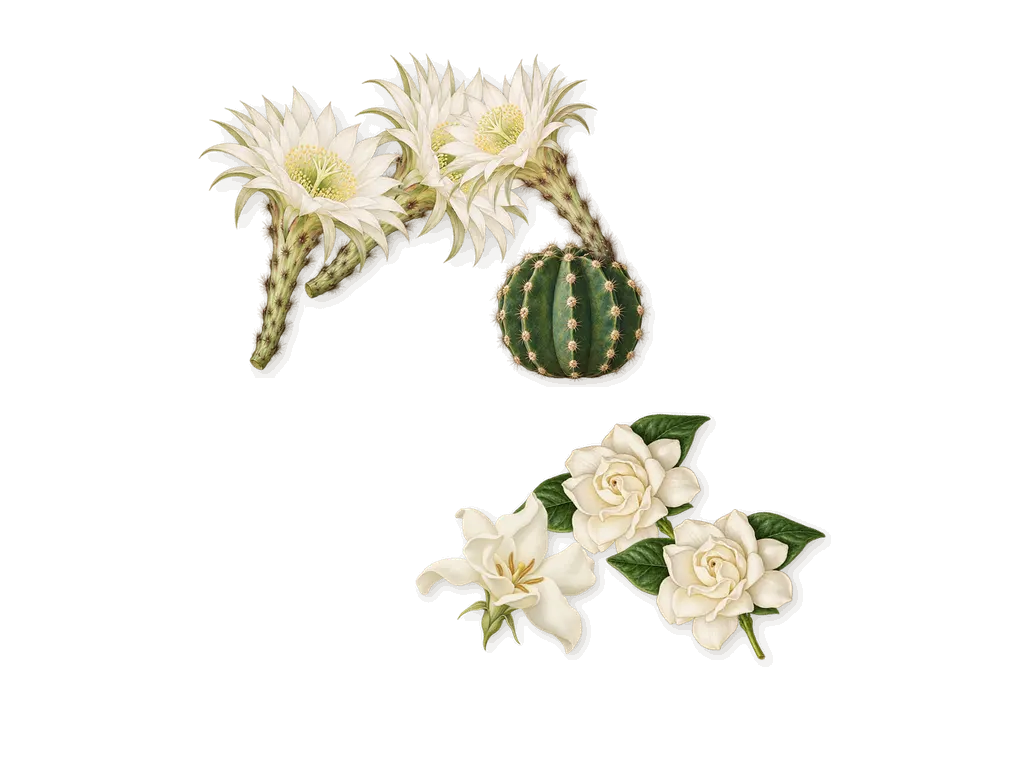 Dreams, as it settles: Gardenia, Cactus