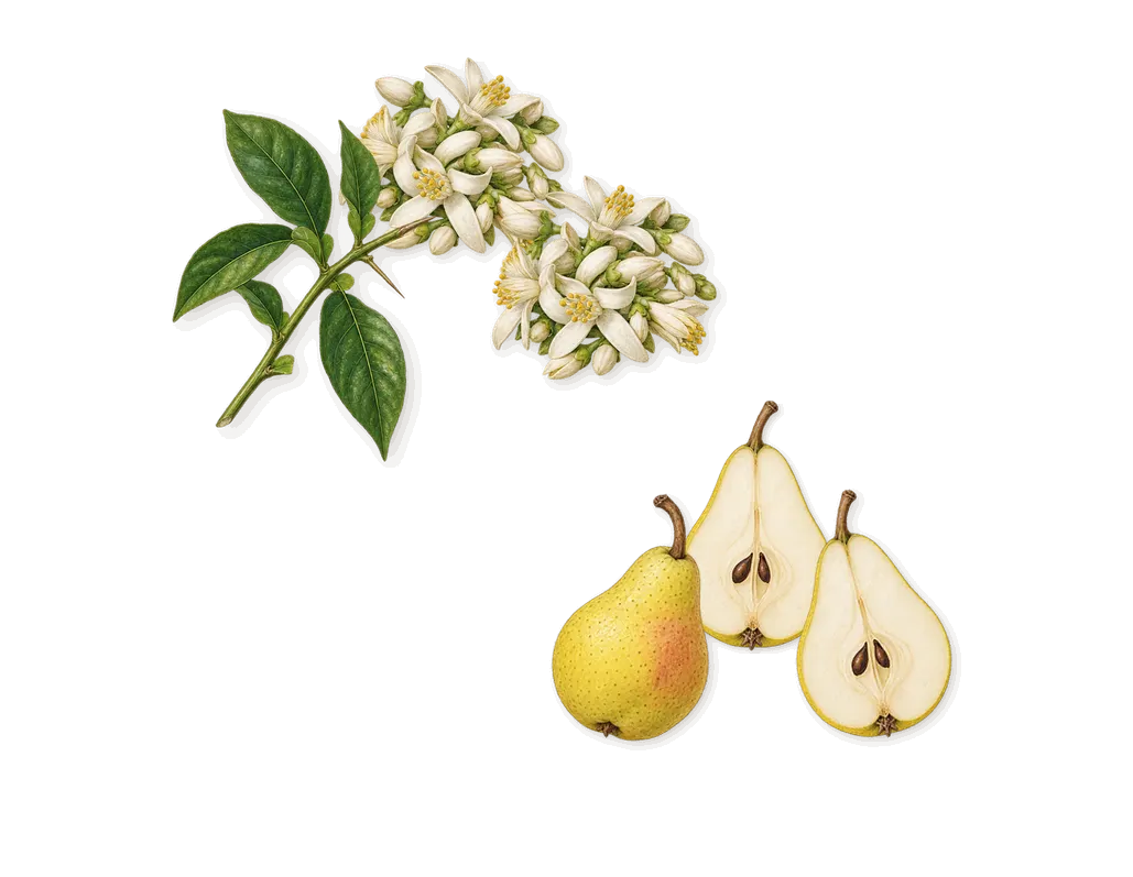 Dreams, when you spray it: Bitter orange, Pear