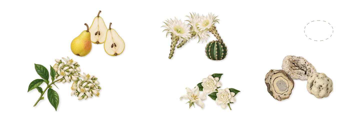 Dreams’s scent picture, a draft: bitter orange, pear, gardenia, cactus, ambergris (ambroxan) drawn so far; dashed outlines where nothing is drawn yet