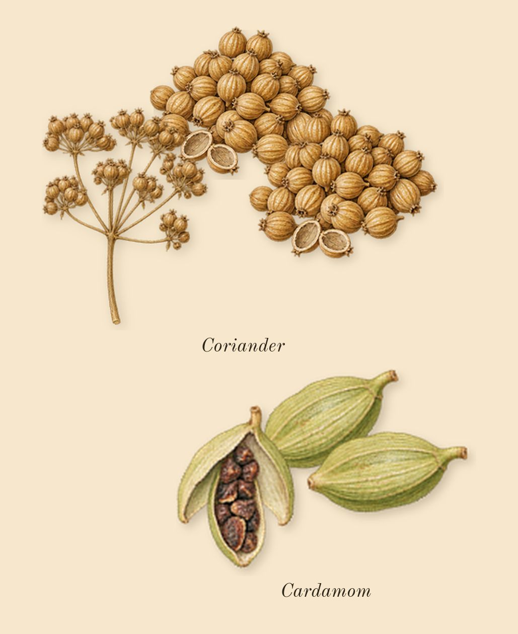 For Men, heart: Cardamom, Coriander