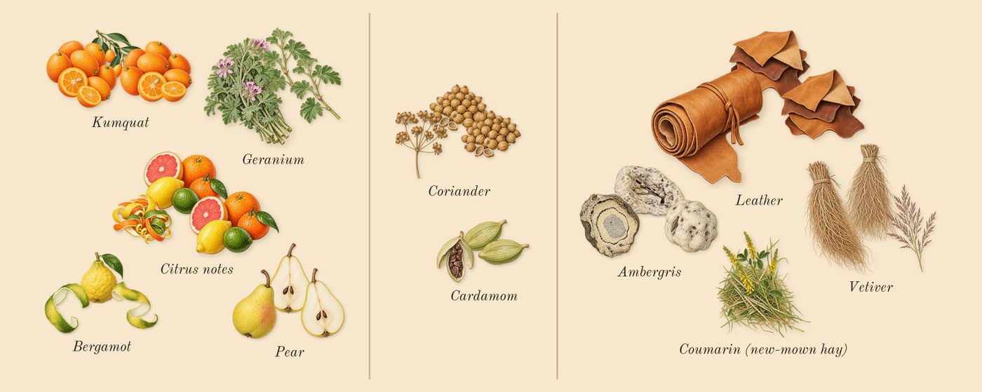 For Men’s scent picture, a draft: citrus notes, pear, cardamom, coriander, vetiver, leather drawn so far; dashed outlines where nothing is drawn yet