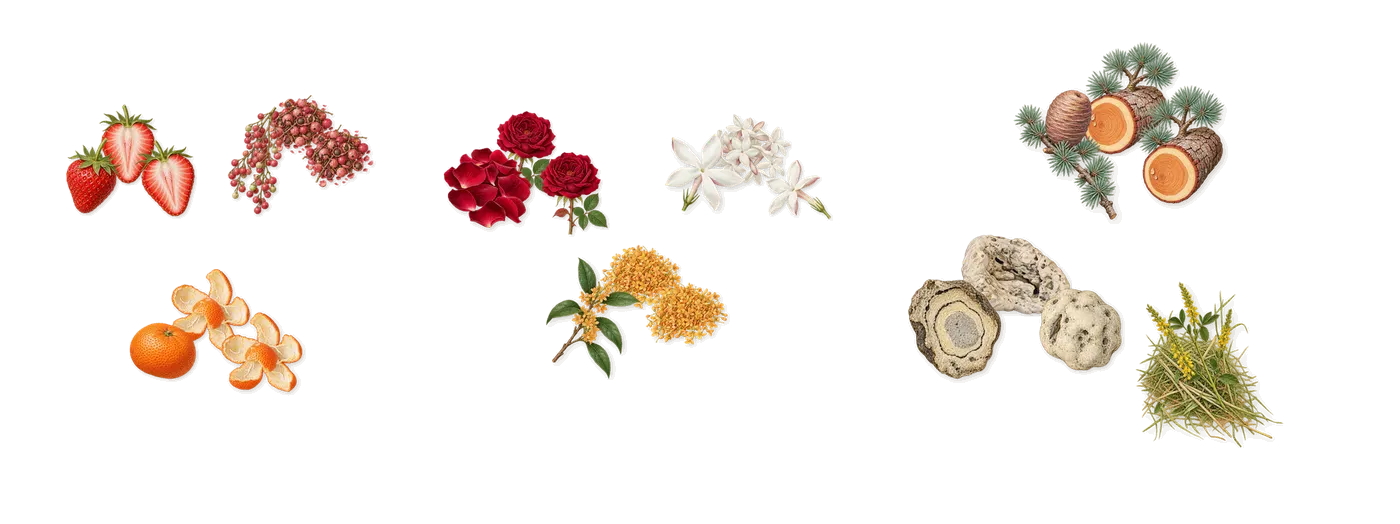 Love’s scent picture, a draft: strawberry, mandarin, pink pepper, rose, jasmine, osmanthus drawn so far; dashed outlines where nothing is drawn yet