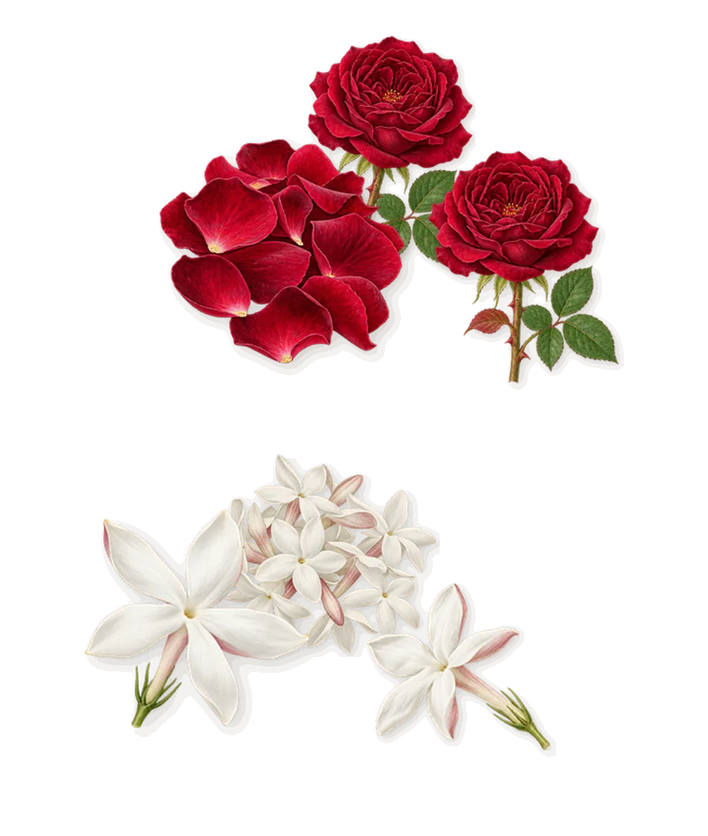 Wild Rose, as it settles: Rose, Jasmine