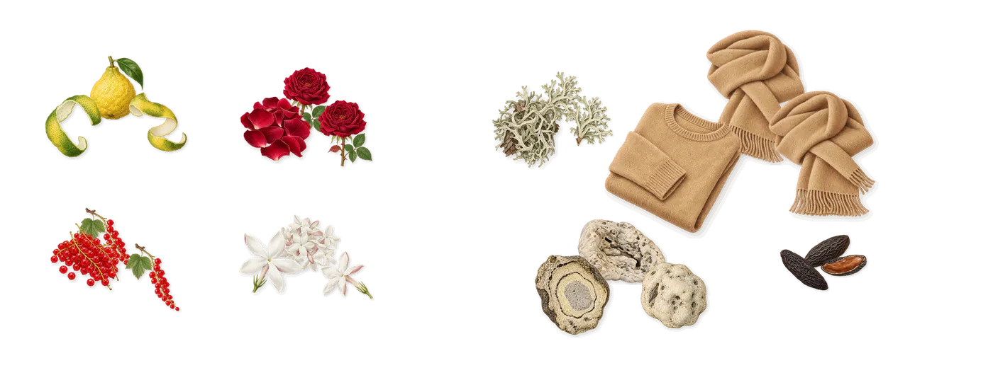 Wild Rose’s scent picture, a draft: redcurrant, rose, ambroxan (ambergris), bergamot, jasmine, oakmoss drawn so far; dashed outlines where nothing is drawn yet