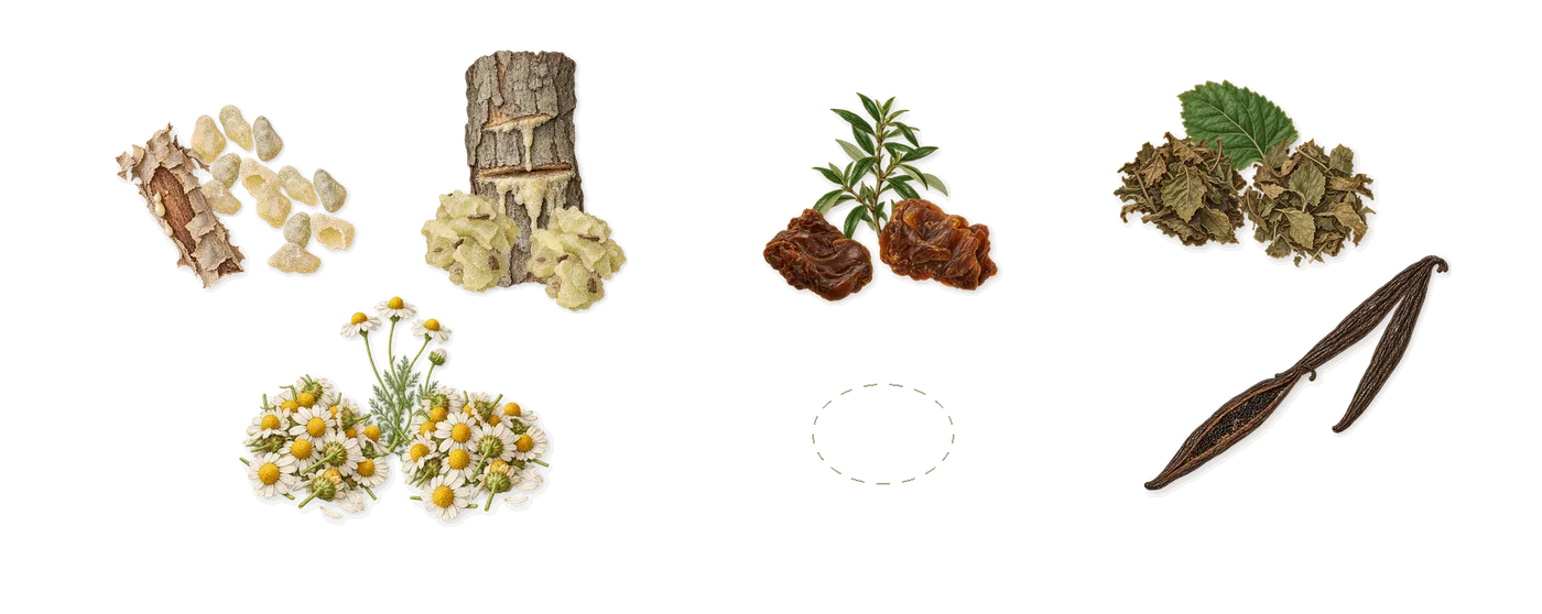 Avignon’s scent picture, a draft: chamomile, labdanum, elemi, frankincense, vanilla, patchouli drawn so far; dashed outlines where nothing is drawn yet