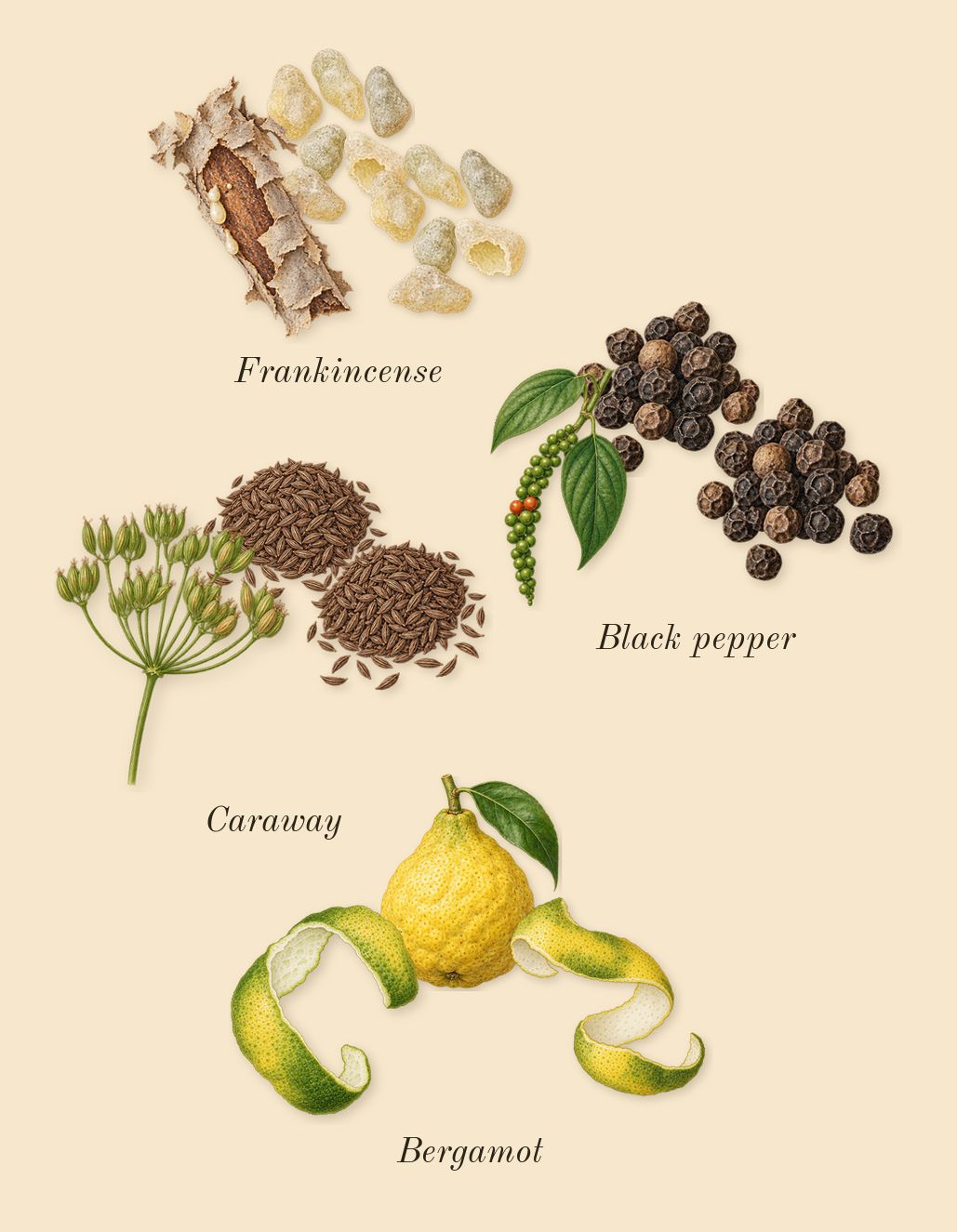 Wonderwood, top notes: Black pepper, Bergamot, Frankincense, Caraway