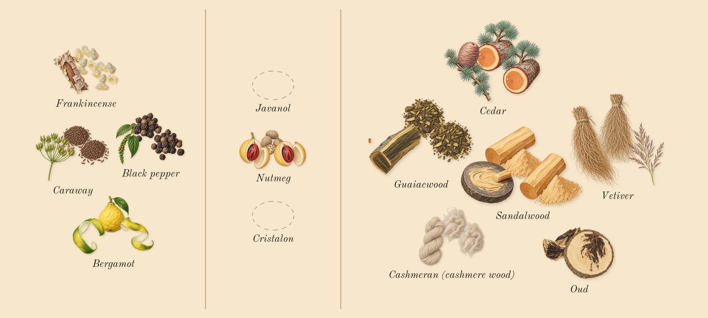 Wonderwood’s scent picture, a draft: black pepper, bergamot, frankincense, nutmeg, cashmeran (cashmere wood), guaiacwood drawn so far; dashed outlines where nothing is drawn yet