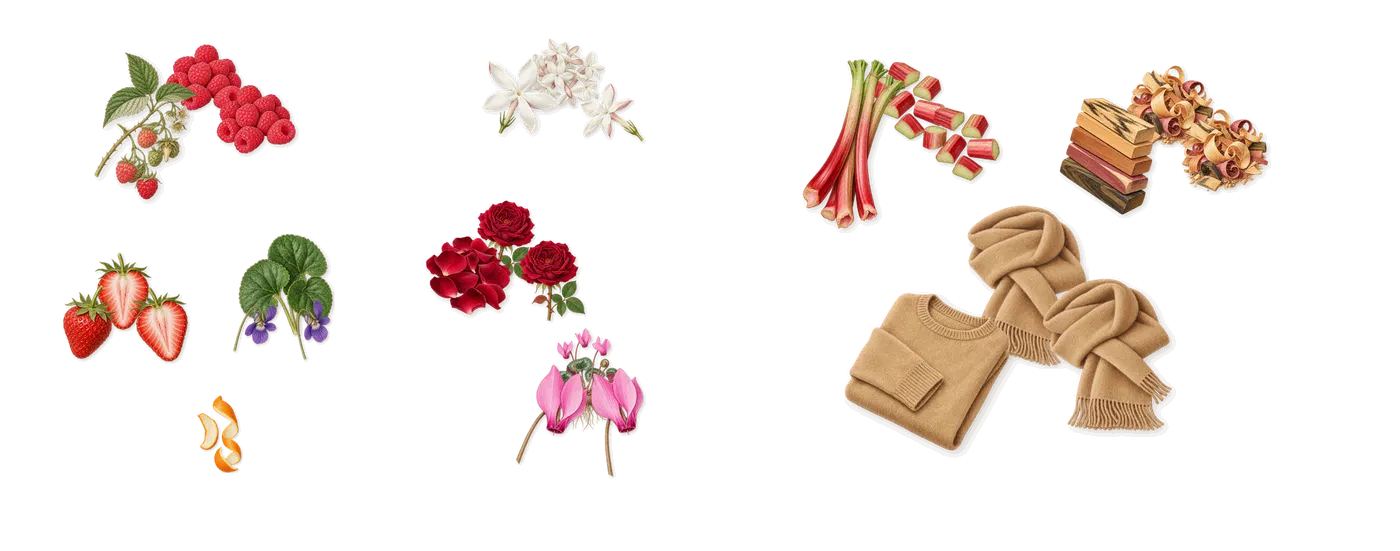 Juice Personal’s scent picture, a draft: raspberry, strawberry, violet, rose, cyclamen, woody notes drawn so far; dashed outlines where nothing is drawn yet
