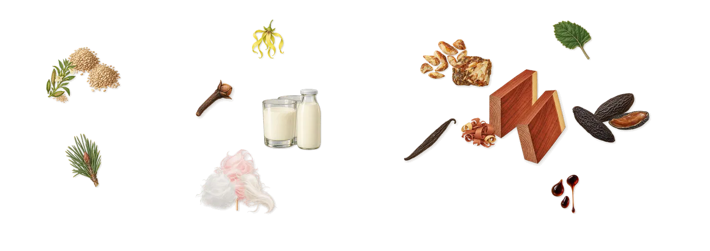 Milk Expressive’s scent picture, a draft: sesame, warm marshmallow, cold milk, mahogany, tonka (coumarin), benzoin drawn so far; dashed outlines where nothing is drawn yet