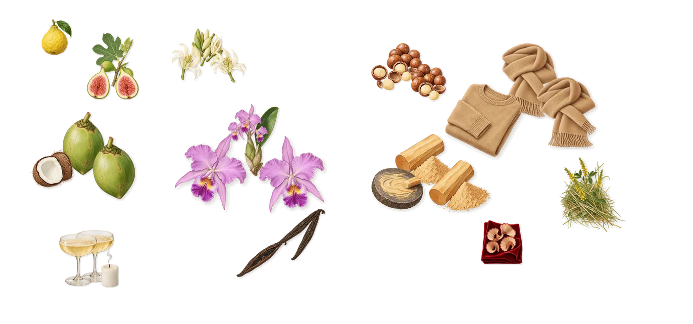 Milk Orchid Expressive’s scent picture, a draft: fig, coconut, vanilla (vanillin), magnolia, macadamia, sandalwood drawn so far; dashed outlines where nothing is drawn yet