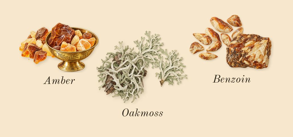 Chypre, dry-down: Oakmoss, Amber, Benzoin