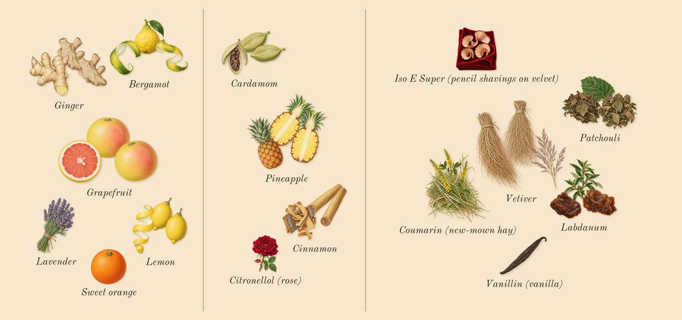 Absolu Aventus’s scent picture, a draft: bergamot, ginger, grapefruit, cardamom, cinnamon, pineapple drawn so far; dashed outlines where nothing is drawn yet
