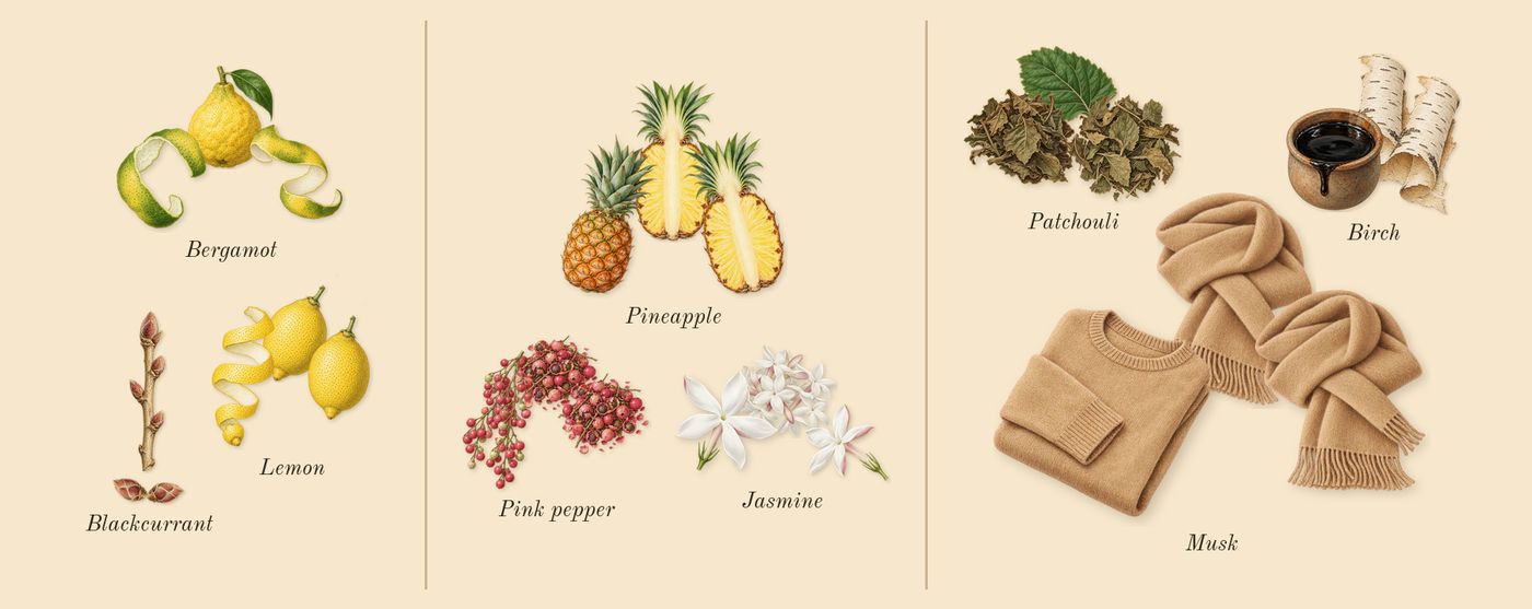 Aventus’s scent picture, a draft: bergamot, lemon, blackcurrant, pineapple, pink pepper, jasmine drawn so far; dashed outlines where nothing is drawn yet