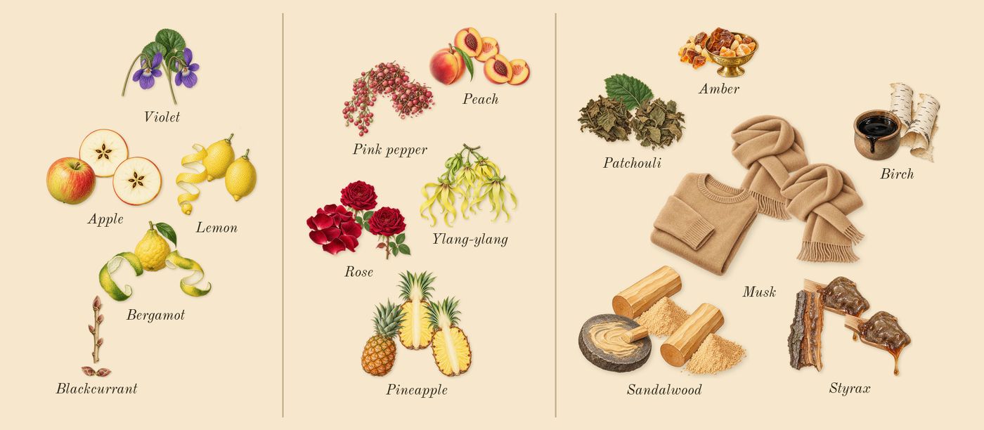 Aventus for Her’s scent picture, a draft: lemon, bergamot, apple, rose, pink pepper, pineapple drawn so far; dashed outlines where nothing is drawn yet
