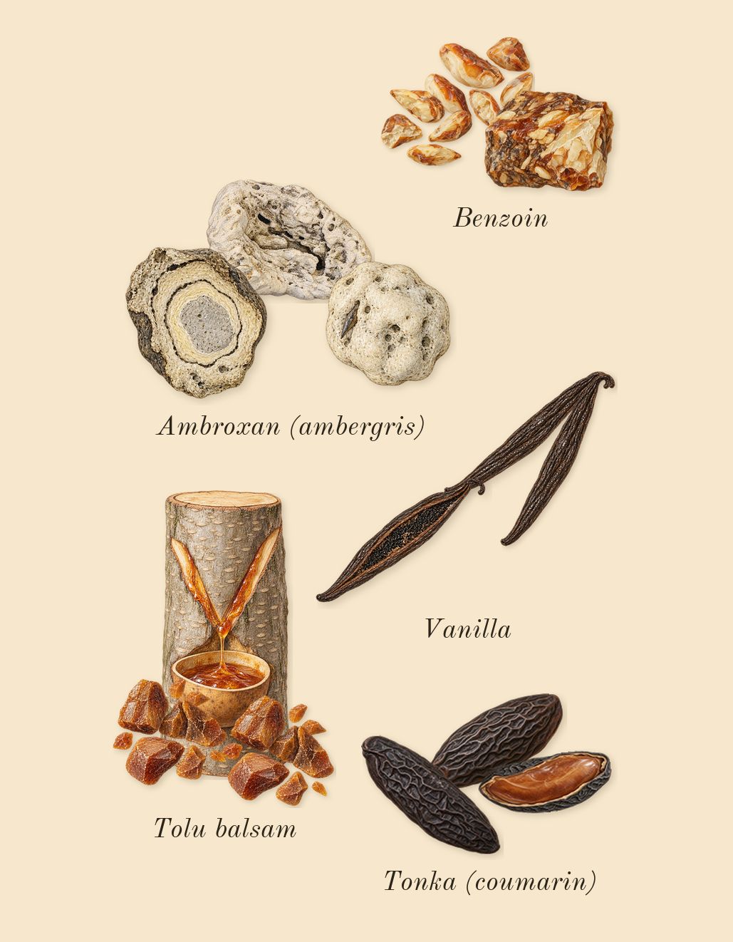 Centaurus, dry-down: Benzoin, Tolu balsam, Tonka (coumarin), Ambroxan (ambergris), Vanilla