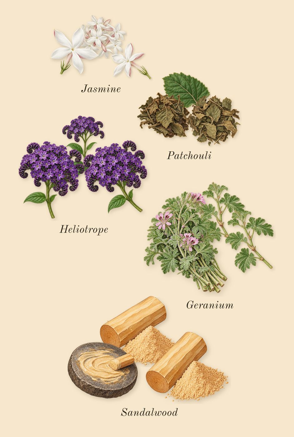 Centaurus, heart: Geranium, Sandalwood, Heliotrope, Jasmine, Patchouli