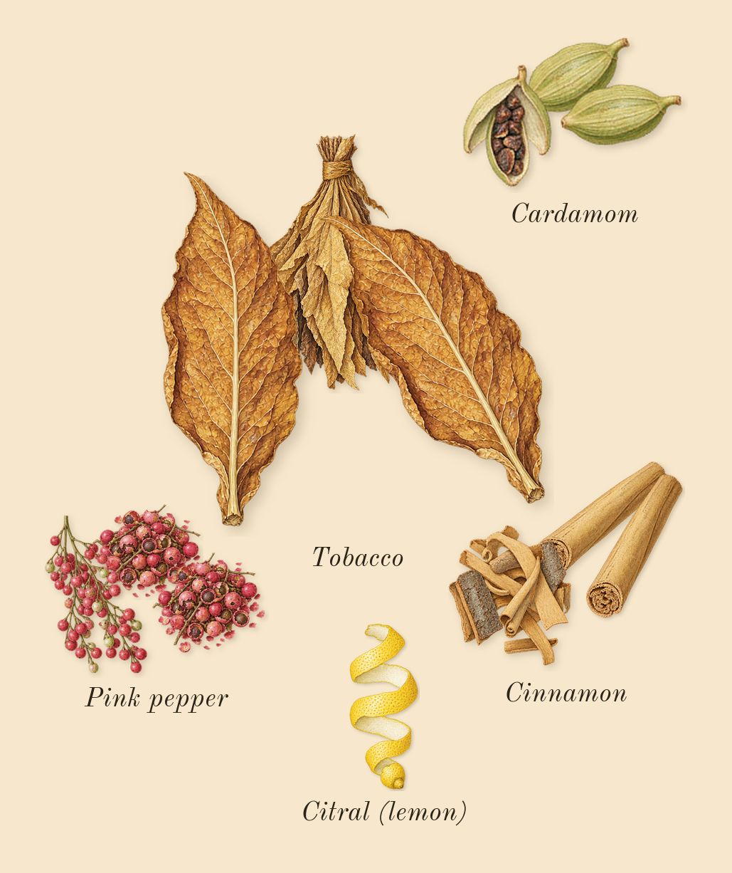 Centaurus, top notes: Cardamom, Cinnamon, Tobacco, Pink pepper, Citral (lemon)