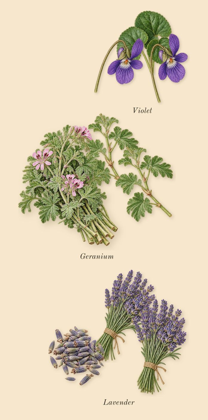 Green Irish Tweed, heart: Geranium, Lavender, Violet