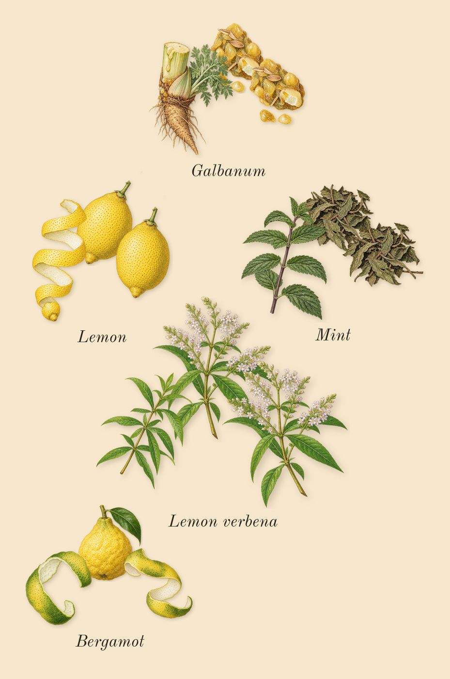 Green Irish Tweed, top notes: Mint, Lemon verbena, Lemon, Bergamot, Galbanum