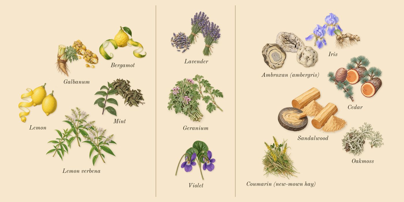 Green Irish Tweed’s scent picture, a draft: mint, lemon verbena, lemon, bergamot, galbanum, geranium drawn so far; dashed outlines where nothing is drawn yet