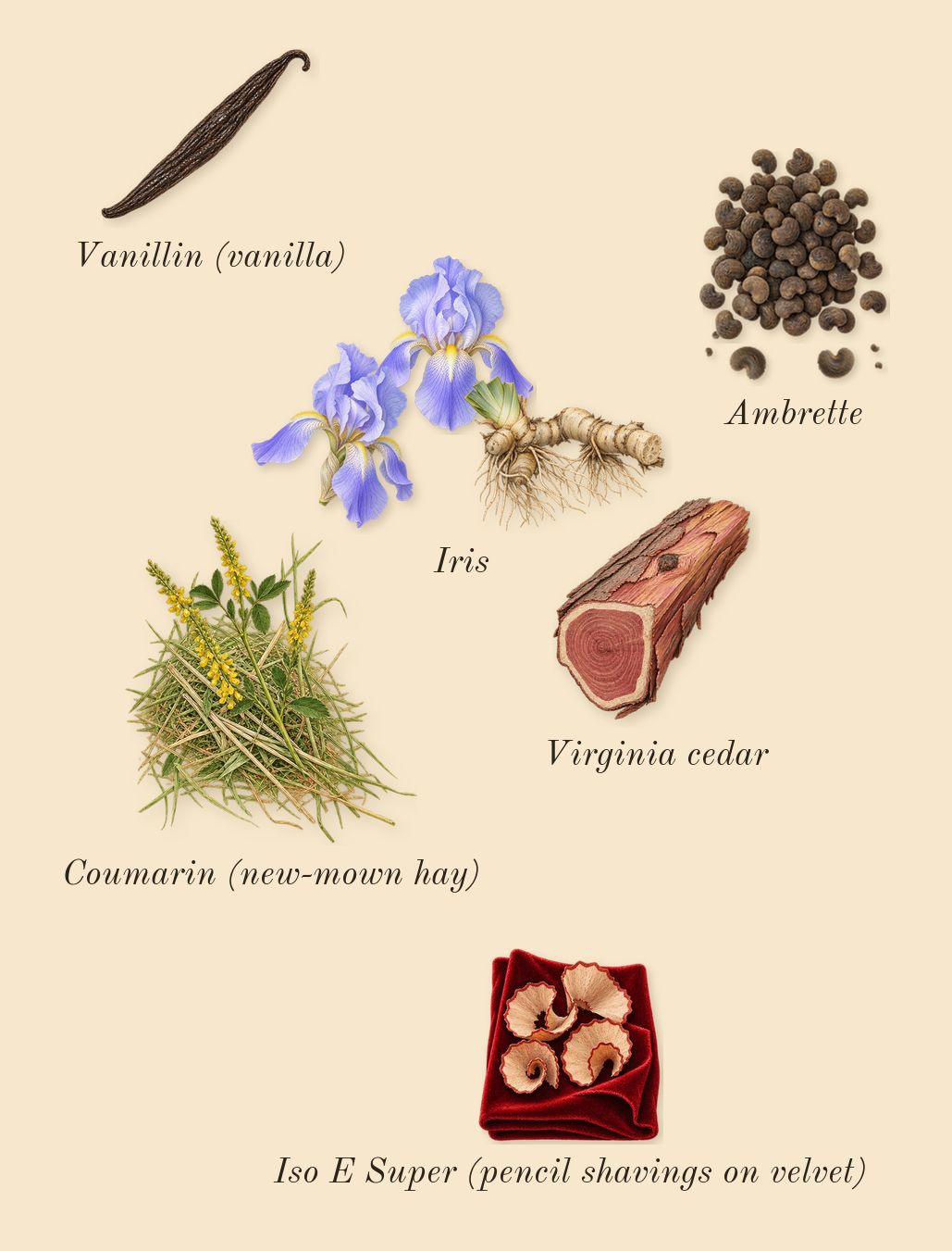 Iris Debonair, dry-down: Iris, Ambrette, Virginia cedar, Iso E Super (pencil shavings on velvet), Coumarin (new-mown hay), Vanillin (vanilla)