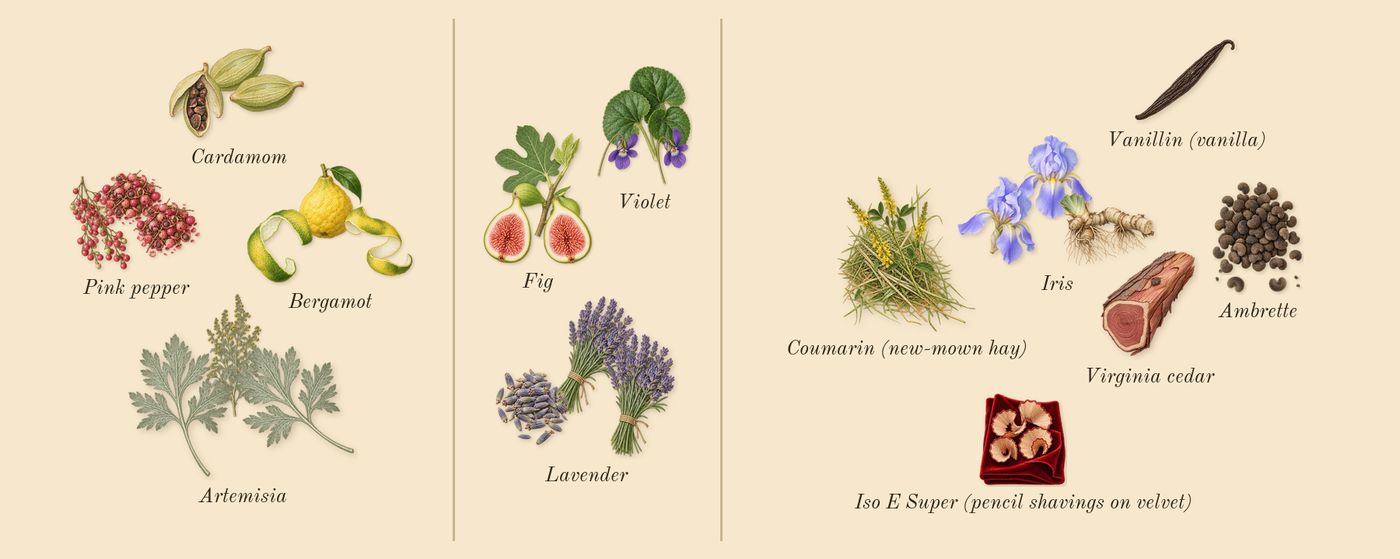 Iris Debonair’s scent picture, a draft: bergamot, artemisia, pink pepper, cardamom, lavender, violet drawn so far; dashed outlines where nothing is drawn yet