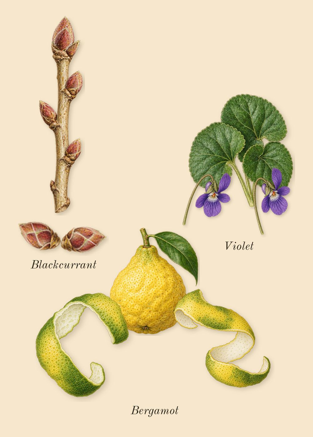 Millésime Impérial, top notes: Bergamot, Blackcurrant, Violet