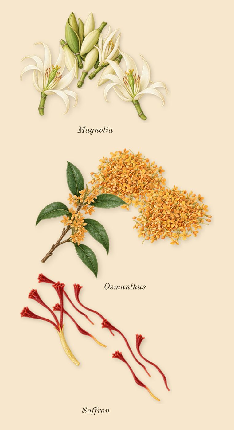 Queen of Silk, top notes: Osmanthus, Magnolia, Saffron
