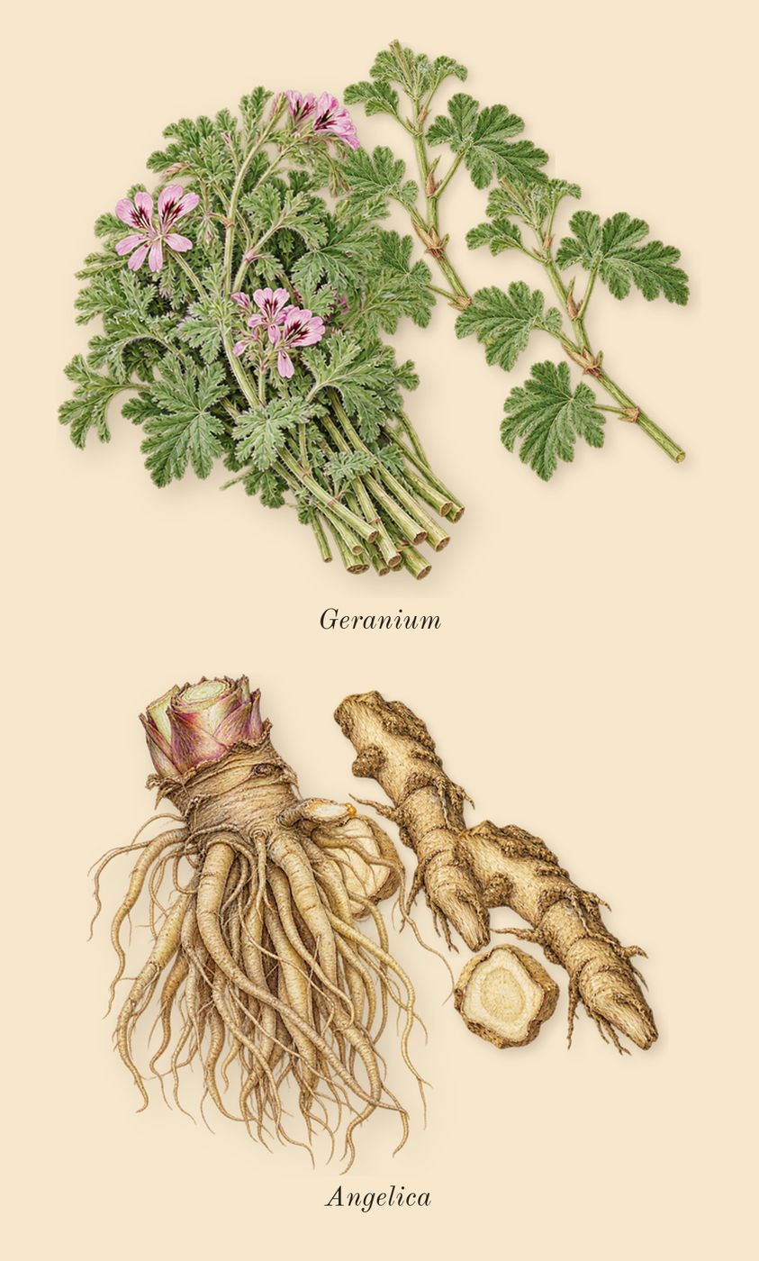 Royal Oud, heart: Angelica, Geranium