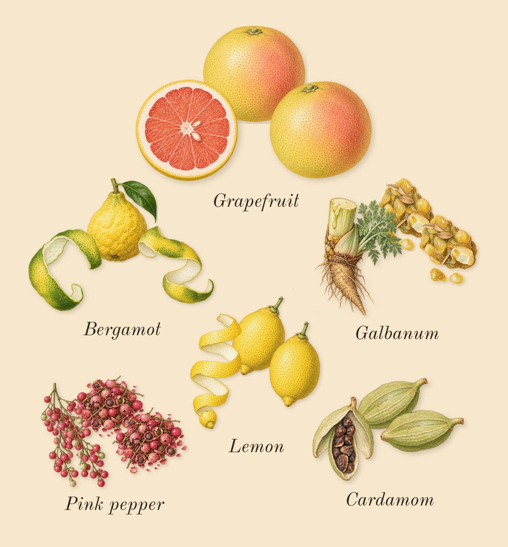 Royal Oud, top notes: Grapefruit, Cardamom, Lemon, Pink pepper, Bergamot, Galbanum