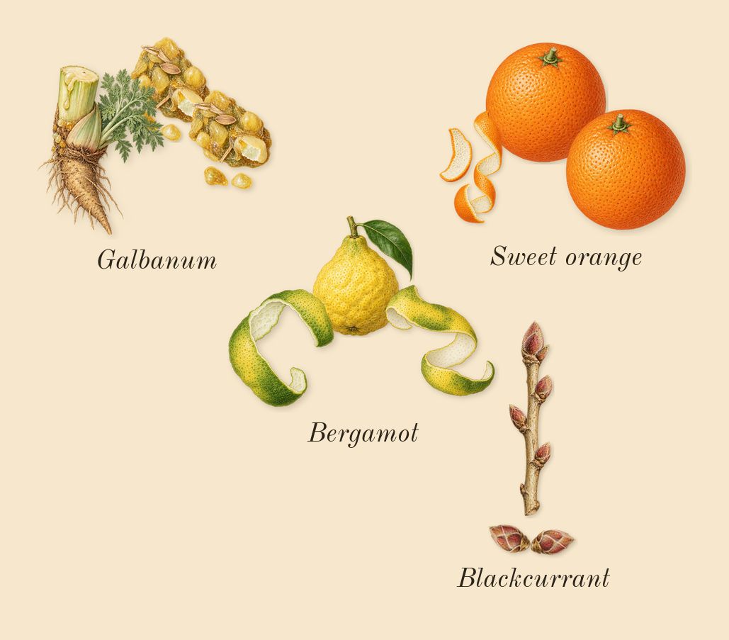 Silver Mountain Water, top notes: Bergamot, Blackcurrant, Galbanum, Sweet orange