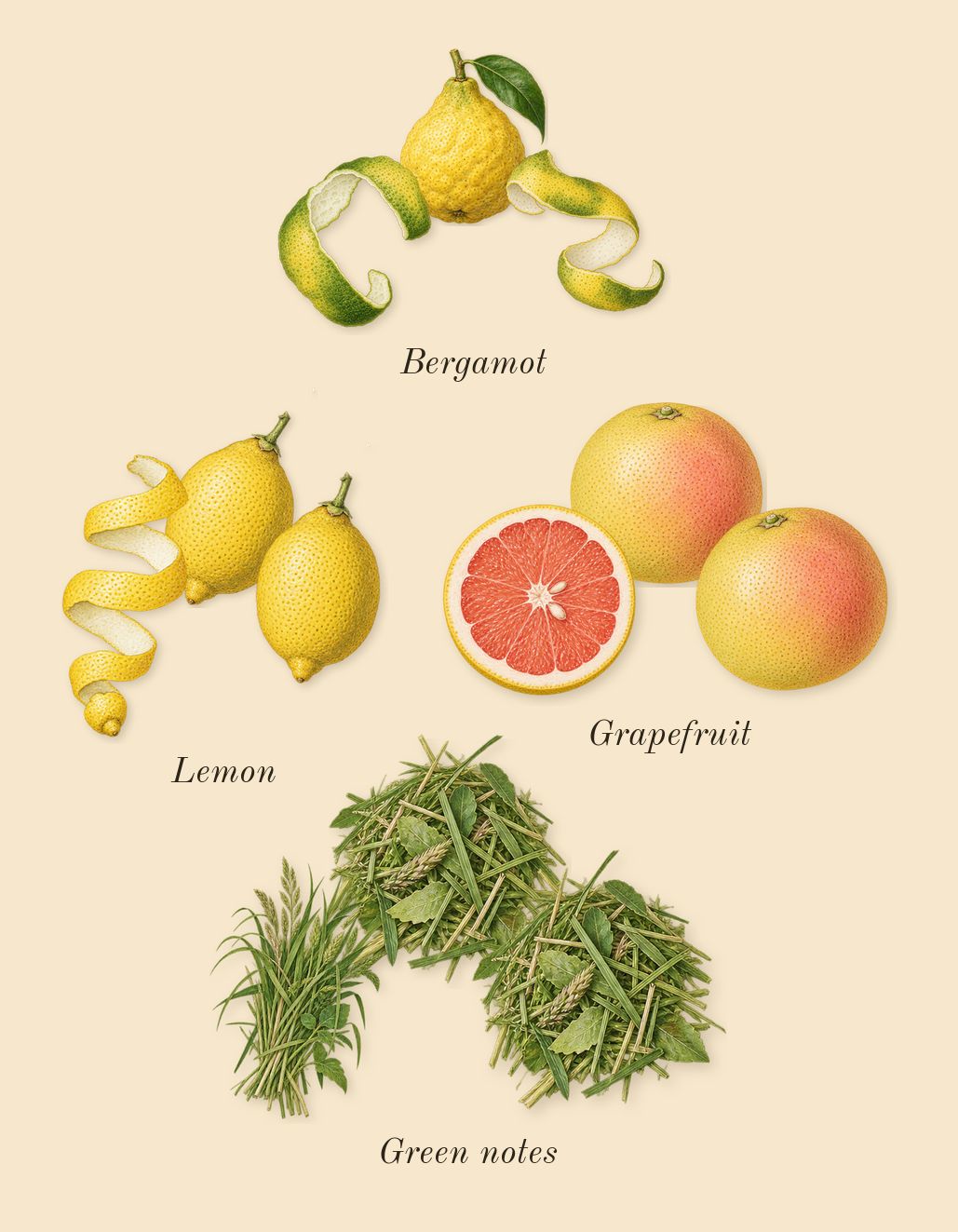Spring Flower, top notes: Bergamot, Grapefruit, Green notes, Lemon