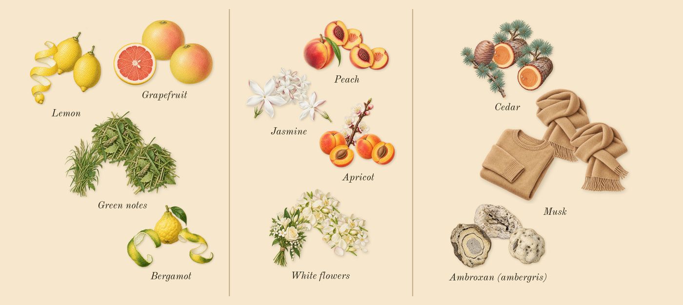 Spring Flower’s scent picture, a draft: bergamot, grapefruit, green notes, lemon, apricot, jasmine drawn so far; dashed outlines where nothing is drawn yet