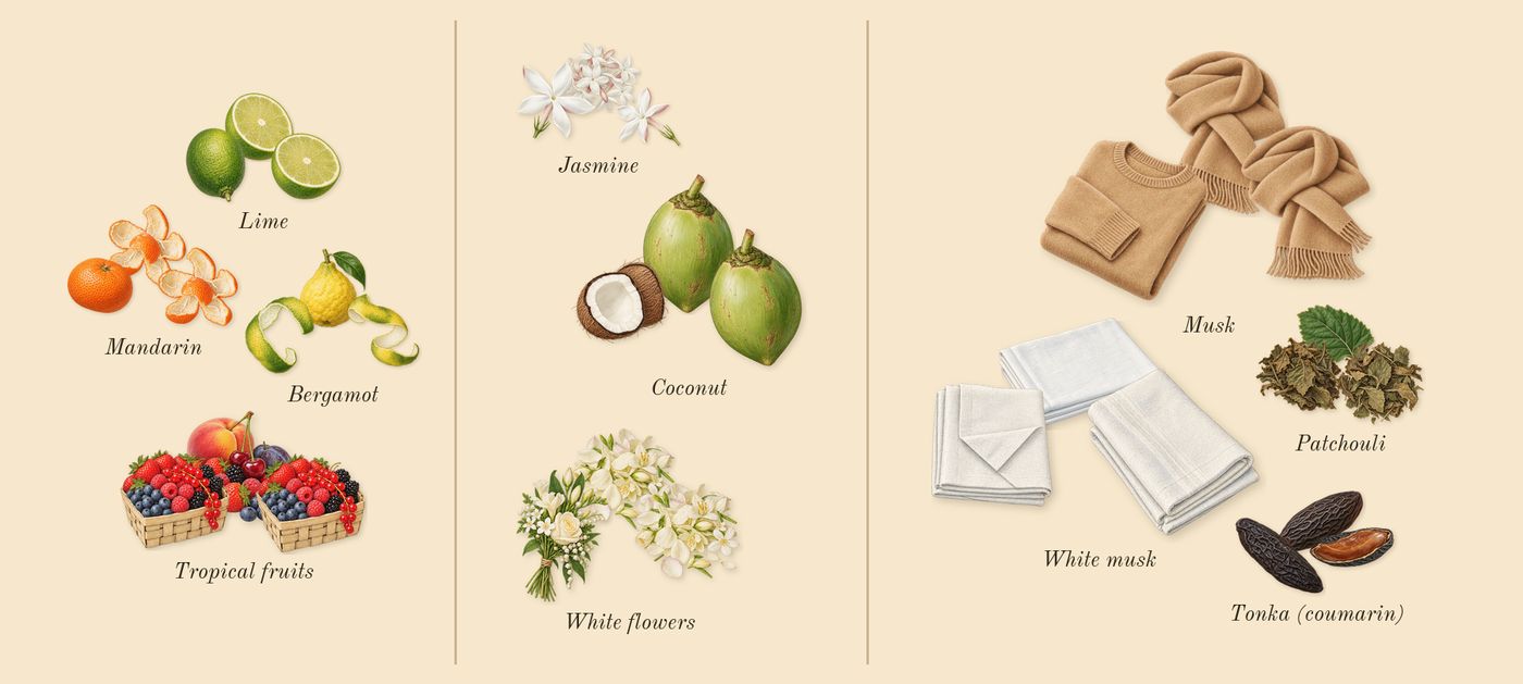 Virgin Island Water’s scent picture, a draft: lime, bergamot, tropical fruits, coconut, jasmine, white flowers drawn so far; dashed outlines where nothing is drawn yet