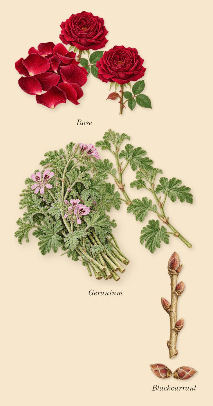 Wild Vetiver, heart: Rose, Geranium, Blackcurrant