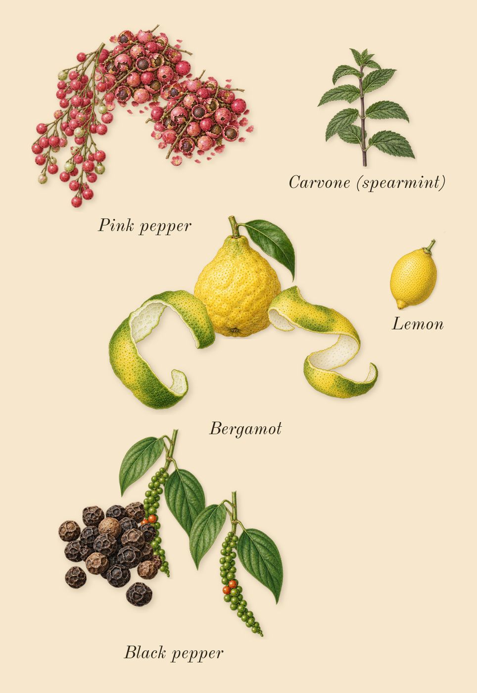 Wild Vetiver, top notes: Black pepper, Bergamot, Pink pepper, Lemon, Carvone (spearmint)