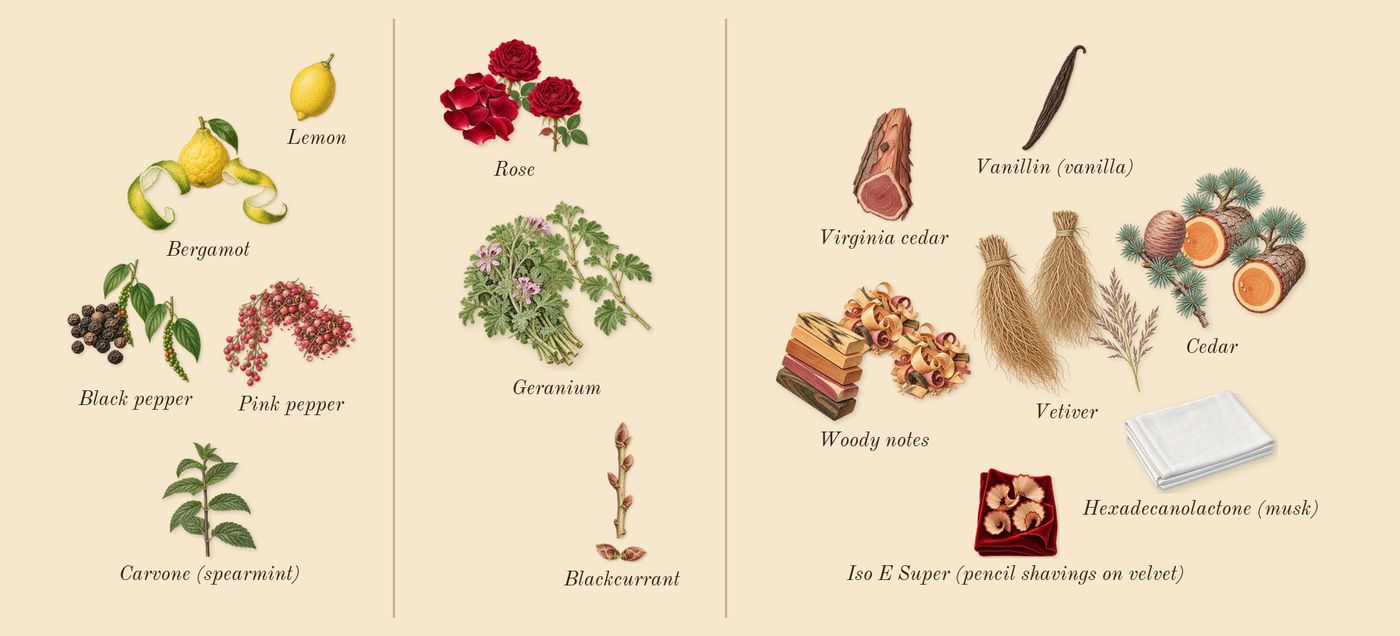 Wild Vetiver’s scent picture, a draft: black pepper, bergamot, pink pepper, rose, geranium, blackcurrant drawn so far; dashed outlines where nothing is drawn yet